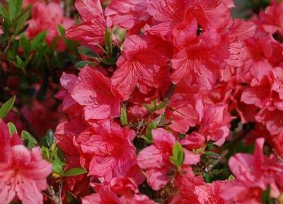 نکات کاربردی برای نگهداری و پرورش گل آزالیا در آپارتمان