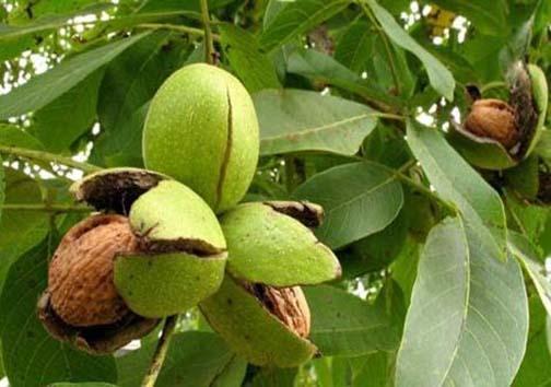 مغزی شگفت انگیز که طعمش جایگزین ندارد، نام گردوی بوانات تا بحال به گوشتان خورده؟