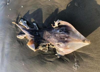 پیدا شدن یک موجود عجیب در سواحل سان فرانسیسکو