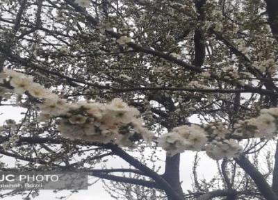 زمستان نرفته، بهار آمده است